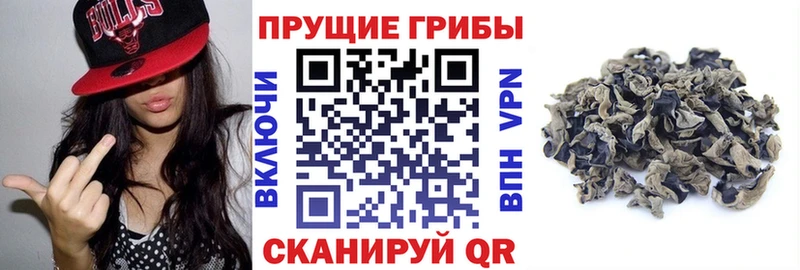 Псилоцибиновые грибы Psilocybine cubensis  Шахунья 